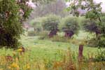 Biesterfeld-Grußkarte 046_Kopfweiden_im_Regen
