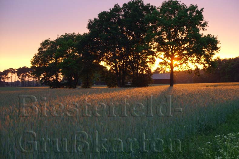 Die Fotos drfen unverndert weiterverwendet und gedruckt werden | www.Cellenser.de